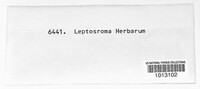 Leptostroma herbarum image
